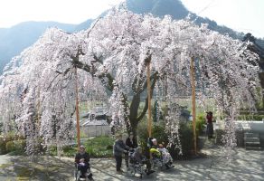 真浄寺の枝垂れ桜