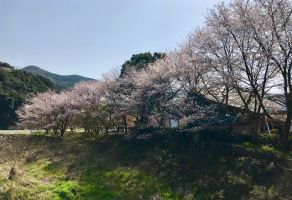 桜花見