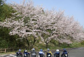 お花見ドライブ