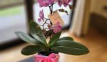 母の日🌼