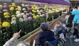 菊花展③